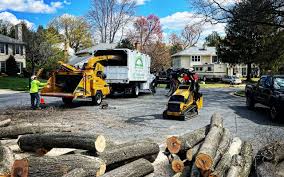 How Our Tree Care Process Works  in Sutter, CA